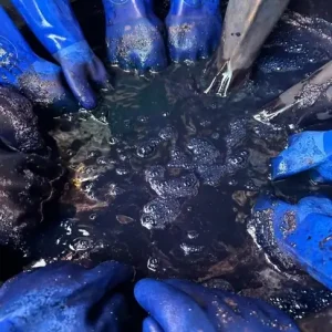 Indigo image - many gloved hands in dye