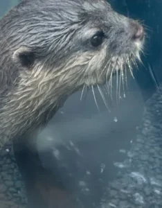 Indigo image - blue otter