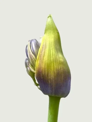 Agapanthus Head - Photograph