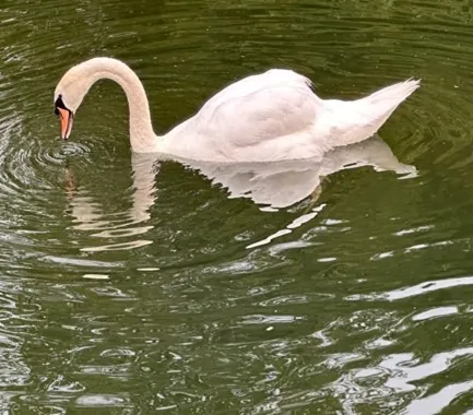 Reflection - Photograph