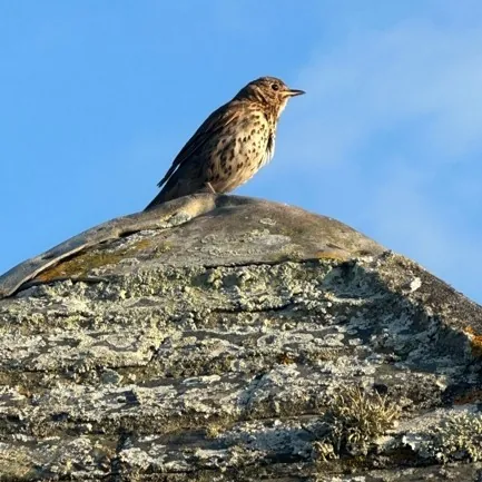 Scilly Song Thrush - Photograph