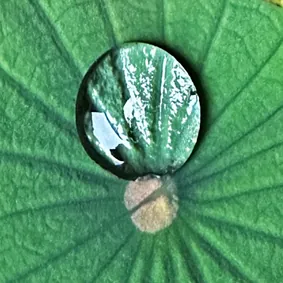 Water Bead - Photograph
